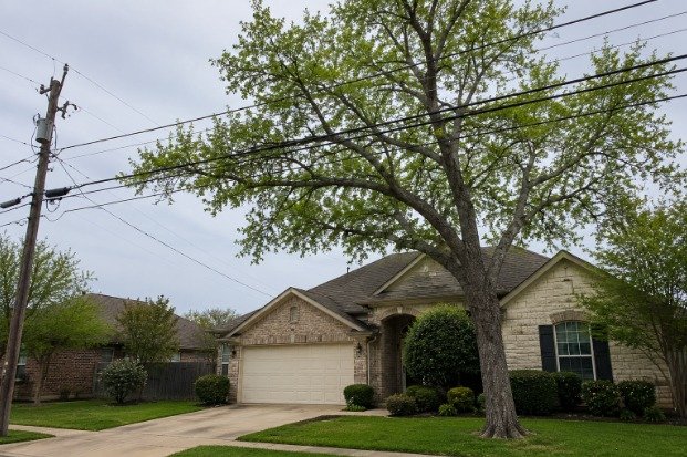 7 Signs Your Tree Needs to Be Removed Instead of Trimmed