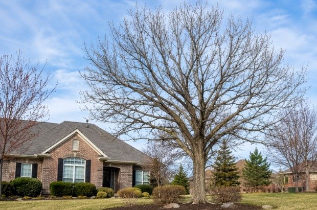 7 Signs Your Tree Needs to Be Removed Instead of Trimmed